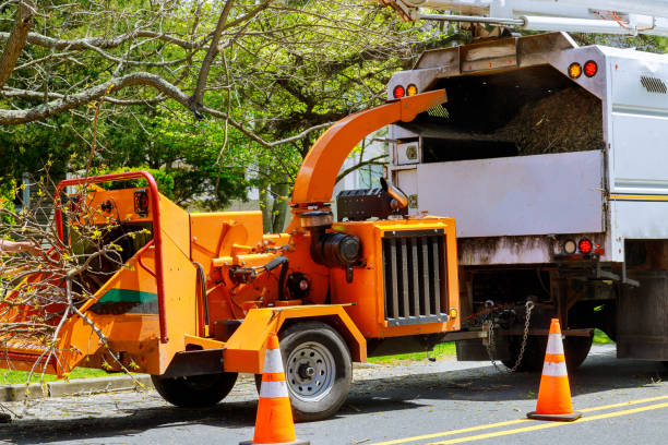 Lake Isabella, MI Tree Service Company